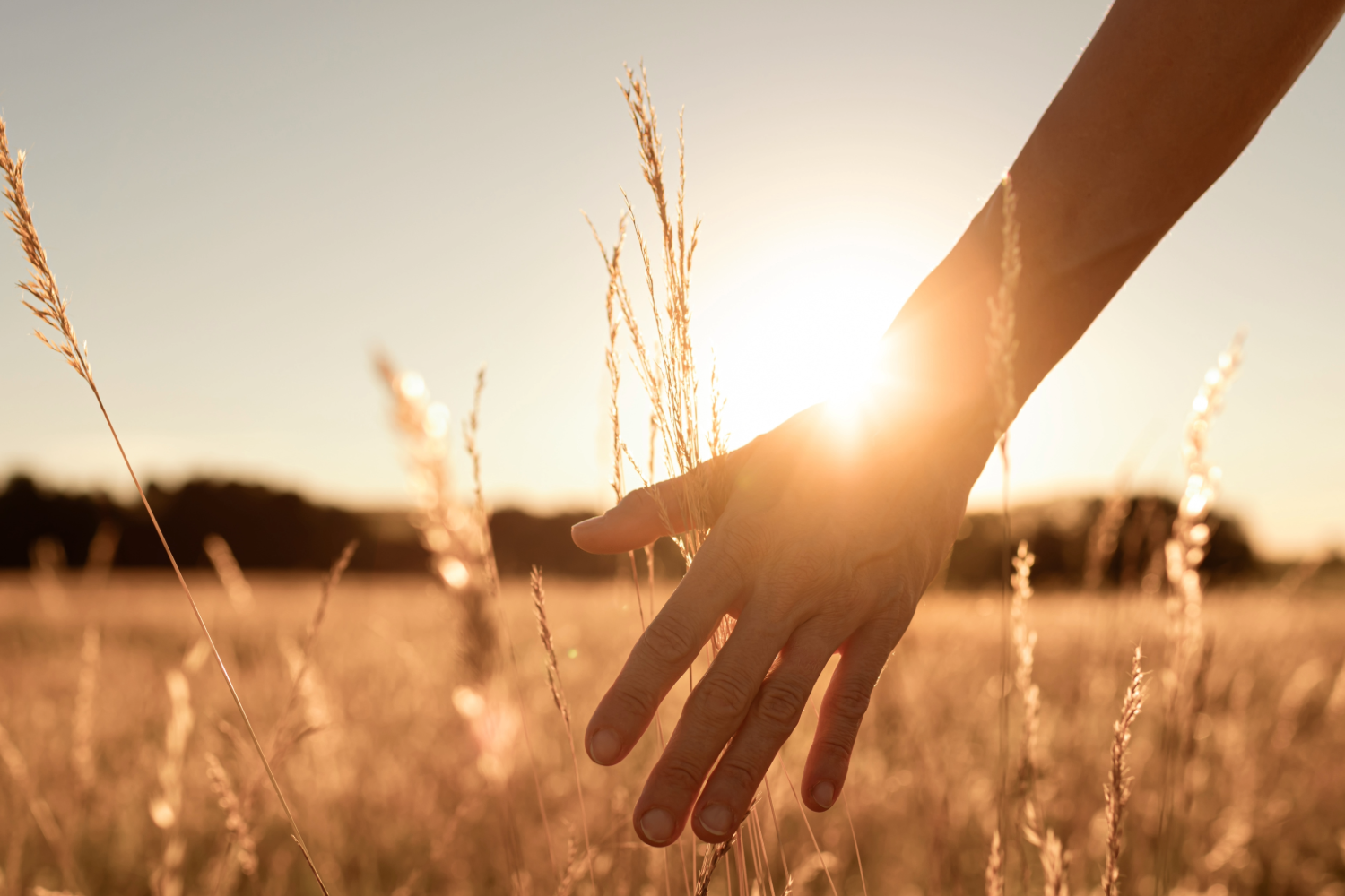 Hand touching wheat in sunset field.