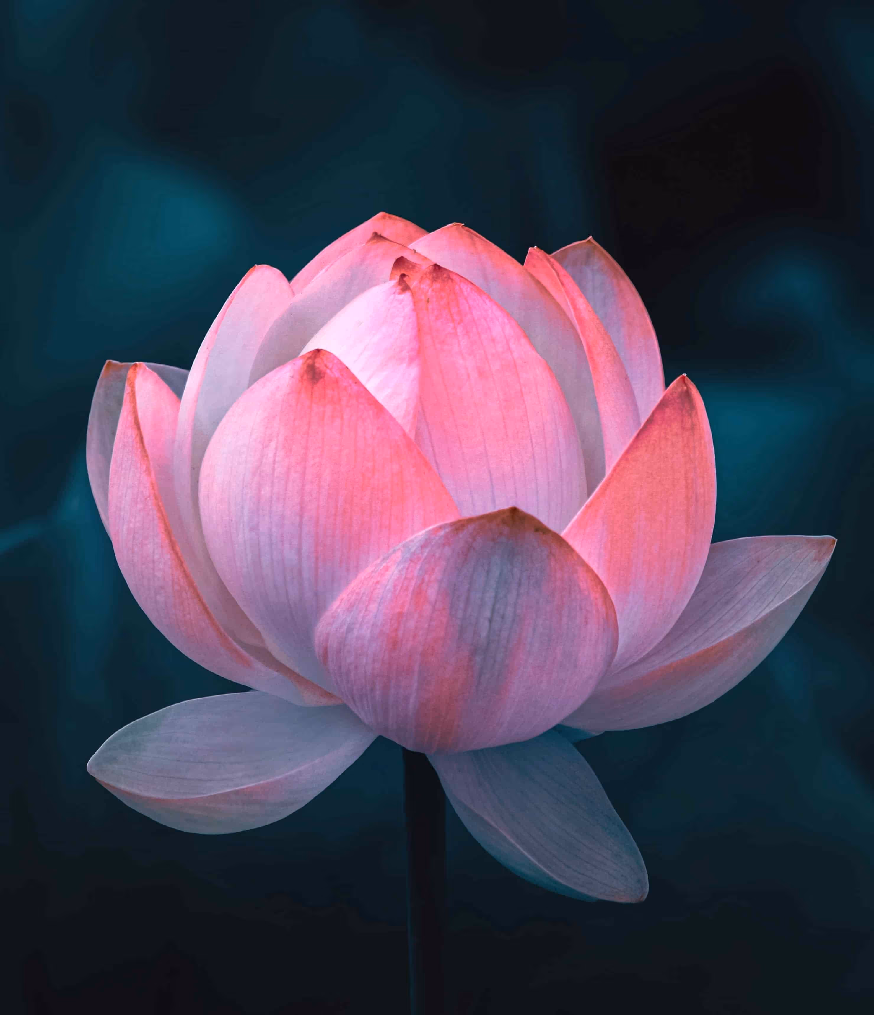Resilienza: sboccia come un fiore di loto