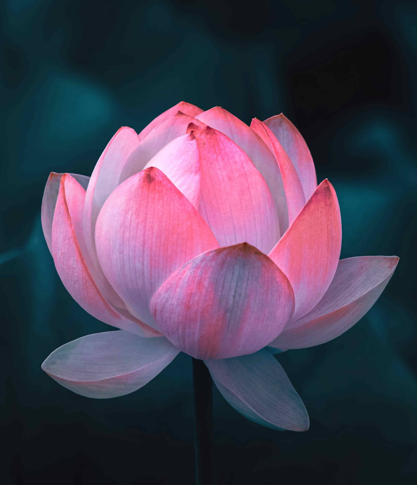 Resilienza: sboccia come un fiore di loto