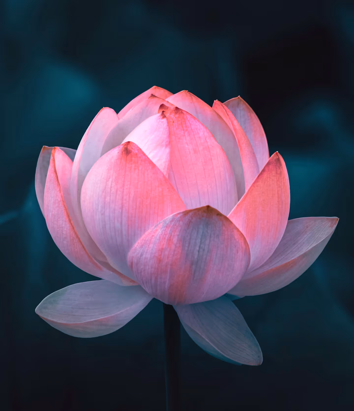 Resilienza: sbocciare come un fiore di loto nel caos