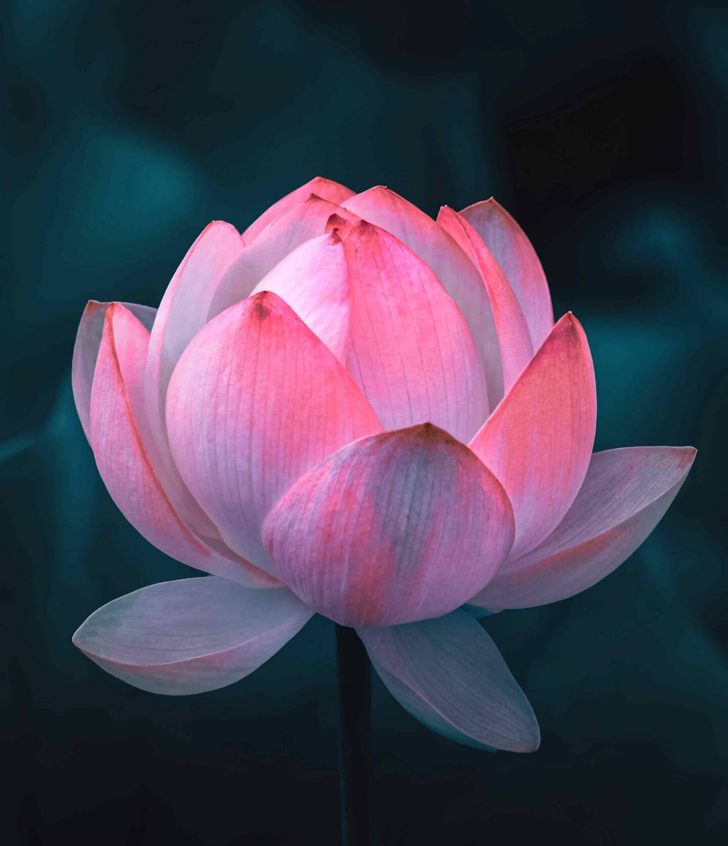 Resilienza: sboccia come un fiore di loto