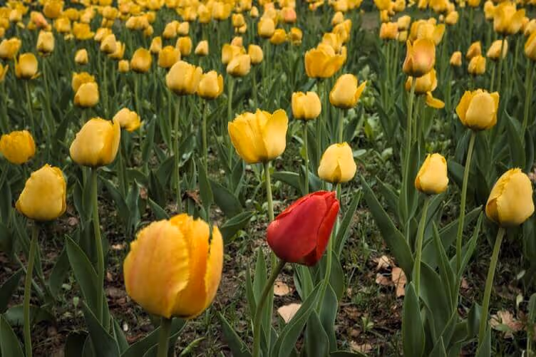 Diversità: come spiegarla ai bambini?