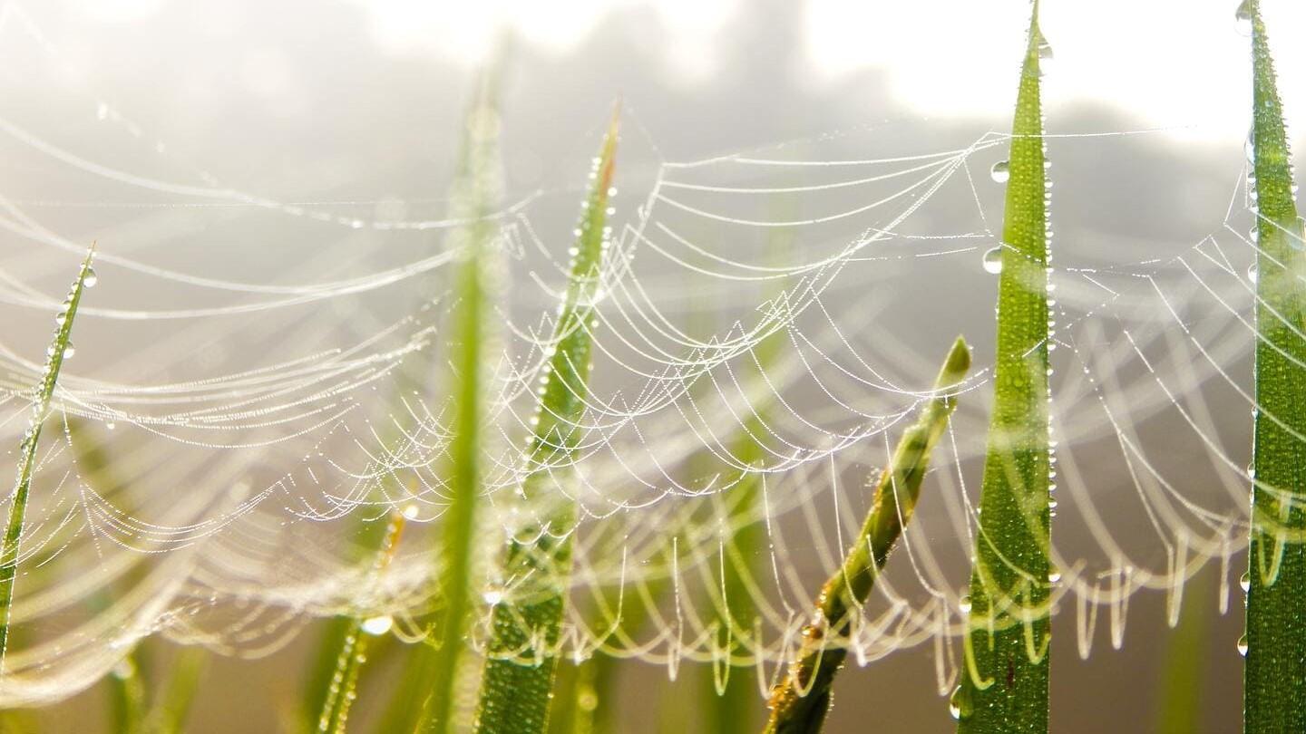 chi ha paura dei ragni ha paura anche delle ragnatele