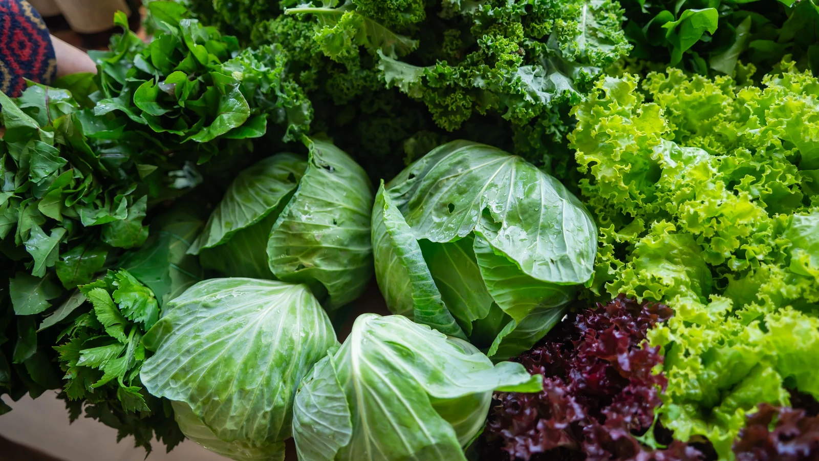 Un ricco assortimento di verdure fresche a foglia verde, tra cui cavolo, lattuga e cavolo nero.