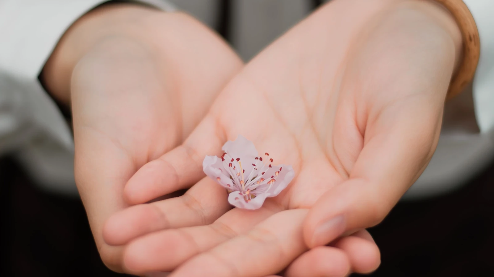 Primo piano di mani che tengono delicatamente un fiore rosa che simboleggia cura e natura.