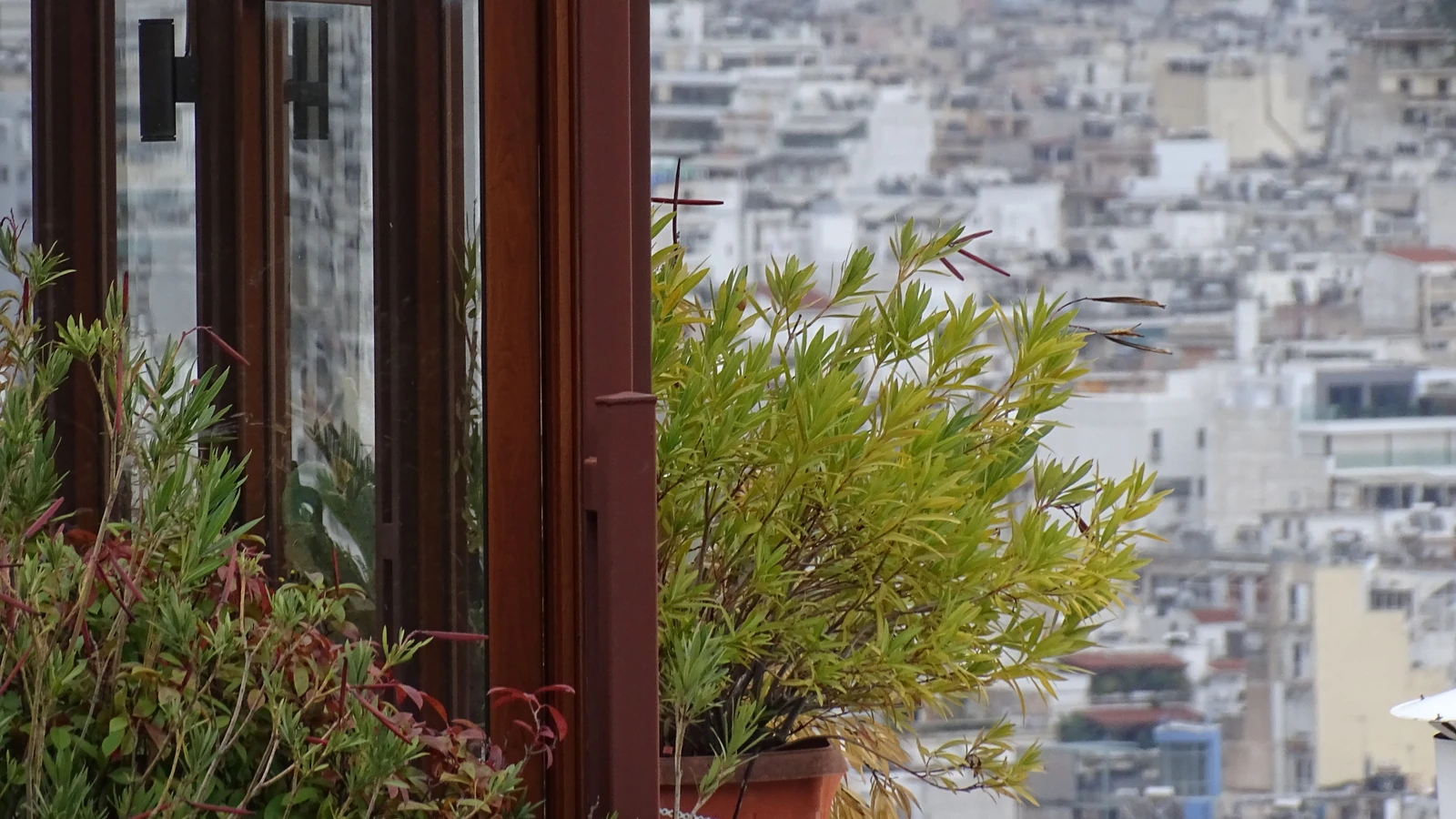 Scorcio di paesaggio urbano con balcone, finestra e piante in vaso in primo piano.