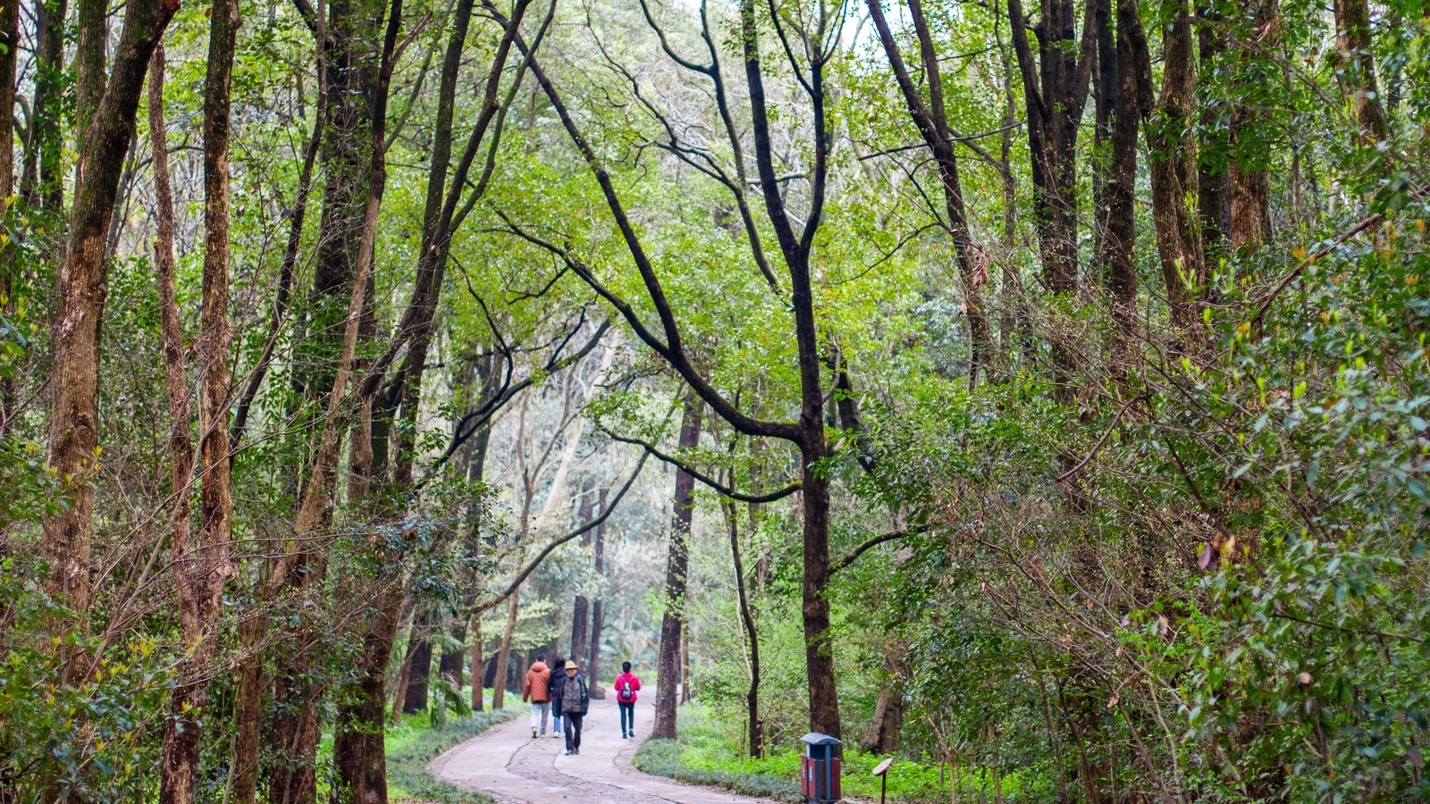 Sentiero boschivo tranquillo con persone che camminano a Nanjing, che mostra vegetazione lussureggiante e tranquillità.