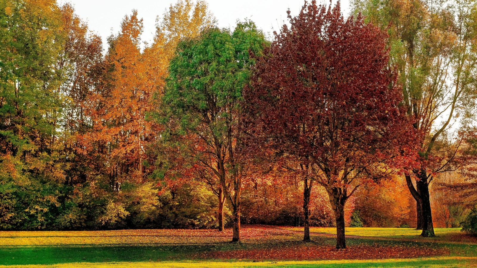 Scena autunnale affascinante in un parco con fogliame colorato e la luce del sole che filtra tra gli alberi.