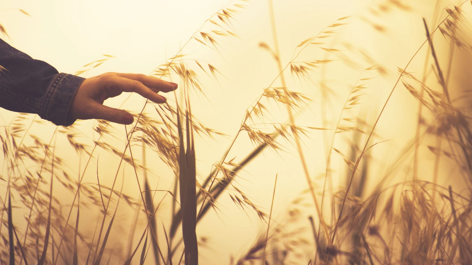 Primo piano di una mano che accarezza delicatamente il grano in un campo soleggiato, creando un'atmosfera serena e terrosa.