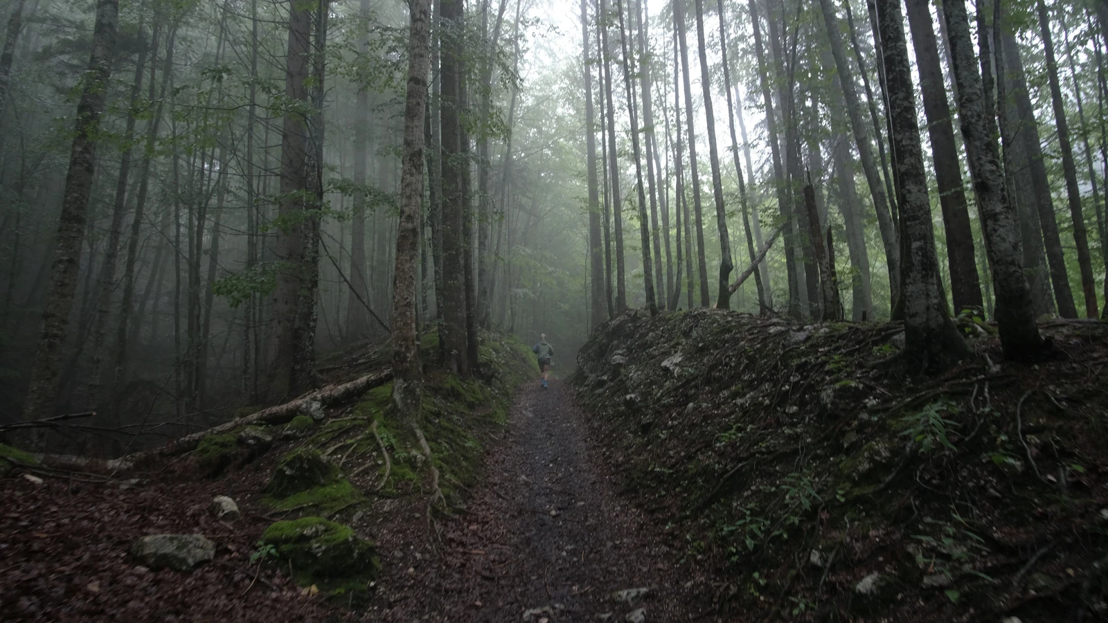 Un sentiero mistico attraverso alberi di una foresta avvolta nella nebbia, che cattura la bellezza serena della natura.