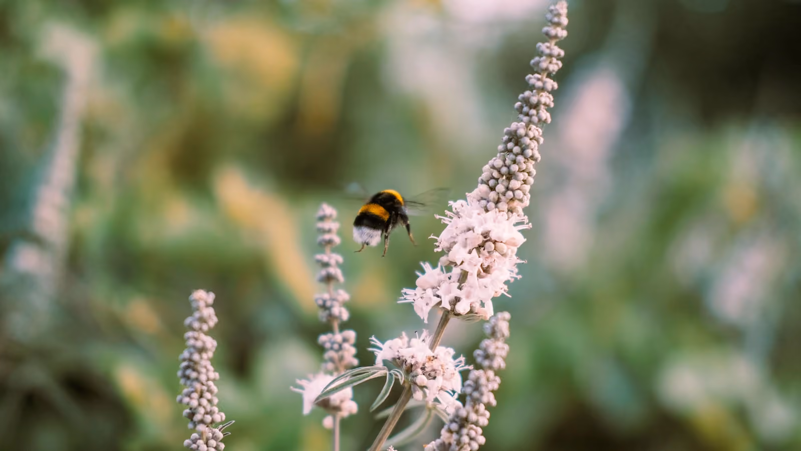 Primo piano di una bombiera in volo vicino a fiori bianchi con uno sfondo naturale sfocato. — Sami Aksu – Pexels