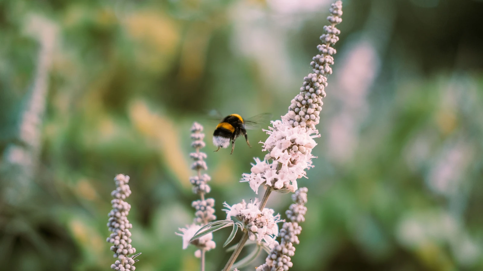 Primo piano di una bombiera in volo vicino a fiori bianchi con uno sfondo naturale sfocato. — Sami Aksu – Pexels