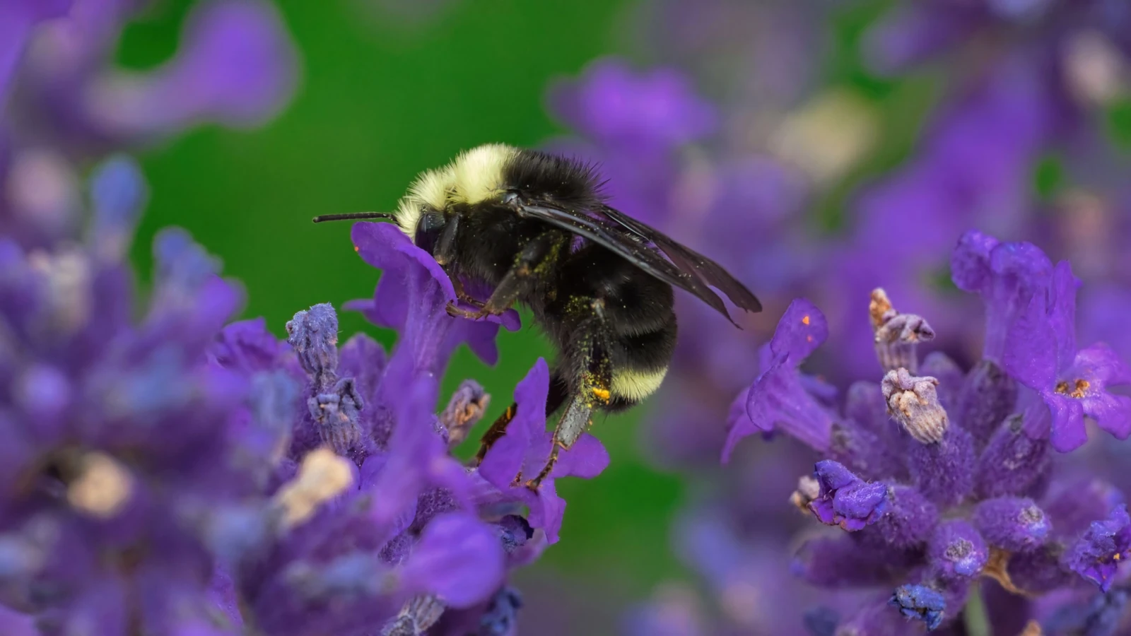 Primo piano di una pitone che impollinizza un fiore di lavanda viola vibrante in estate.