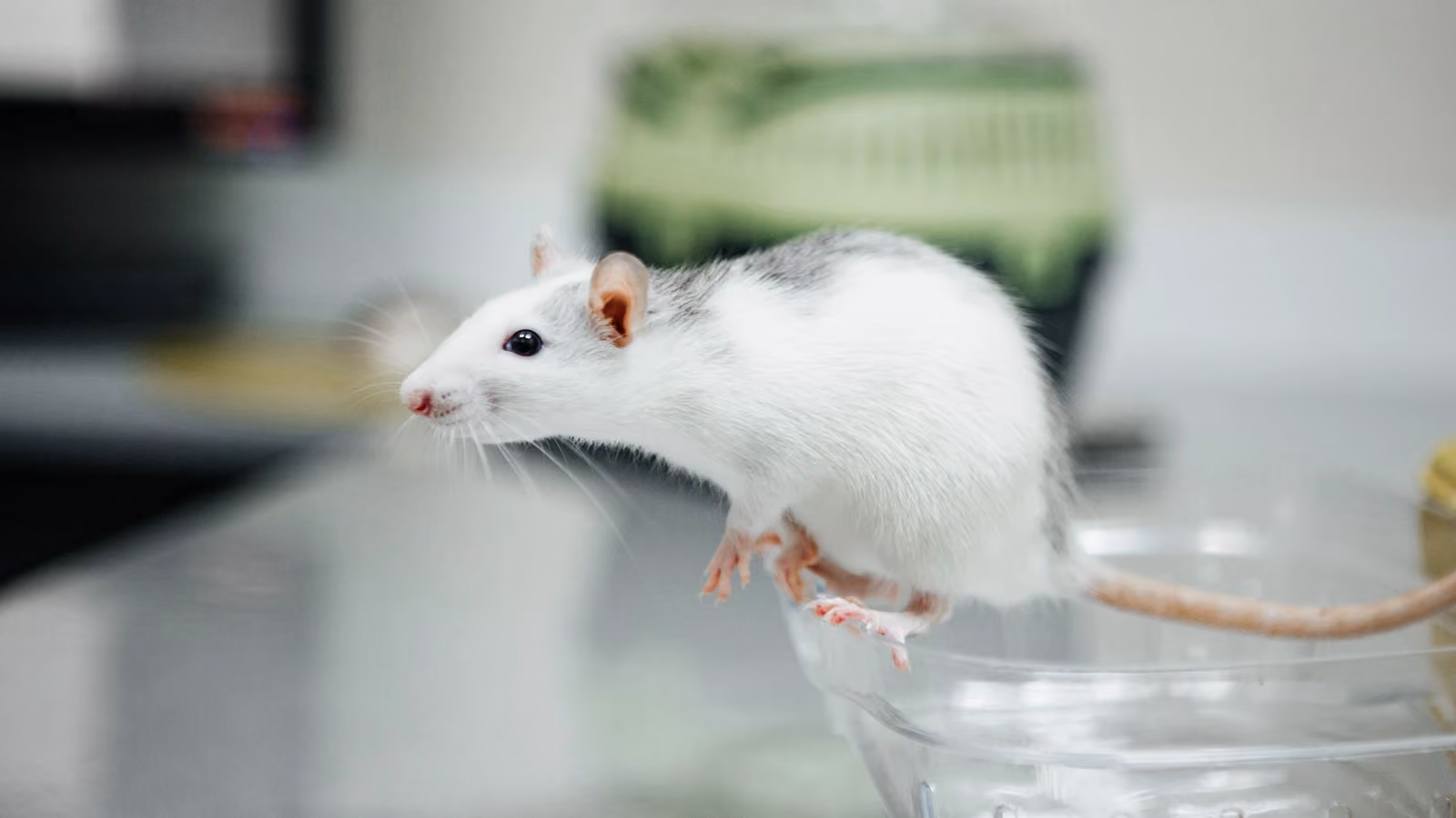 Topolino bianco curioso in equilibrio su una ciotola, simboleggia la ricerca scientifica e la curiosità. — Ольга А – Pexels