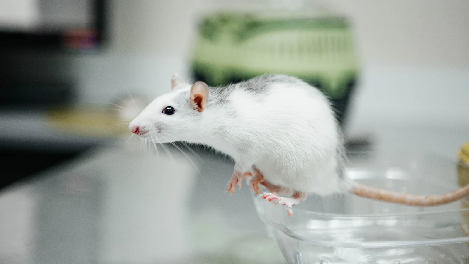 Topolino bianco curioso in equilibrio su una ciotola, simboleggia la ricerca scientifica e la curiosità. — Ольга А – Pexels