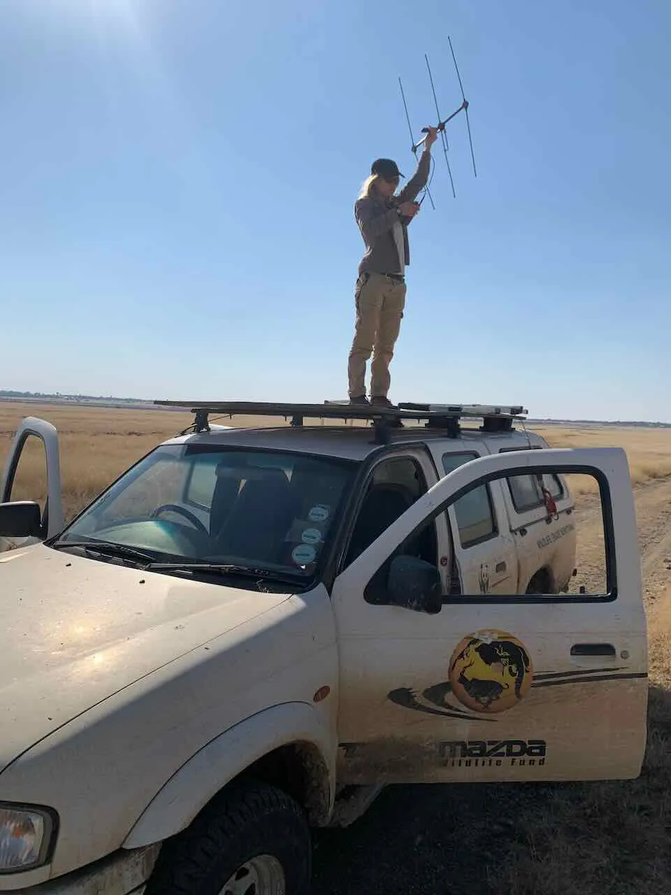 Tracking African Black Footed Cats