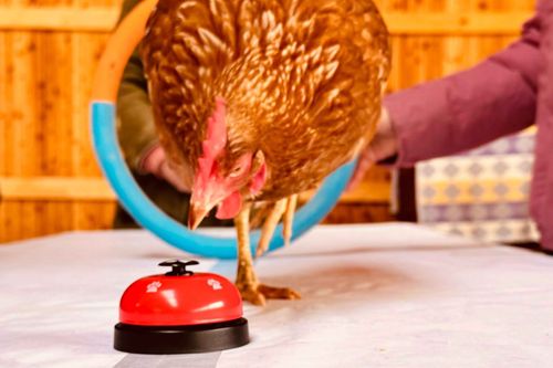 Portln & Animal Click