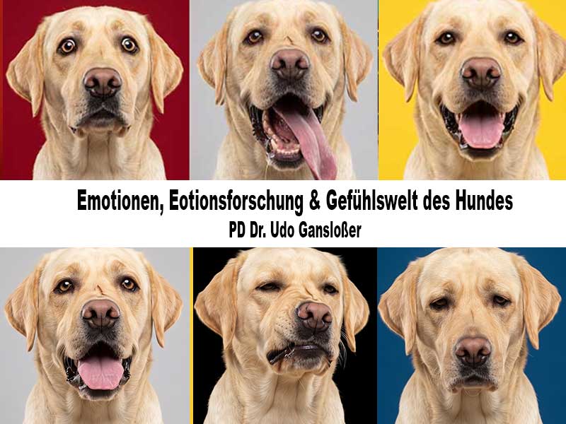 hundetrainer