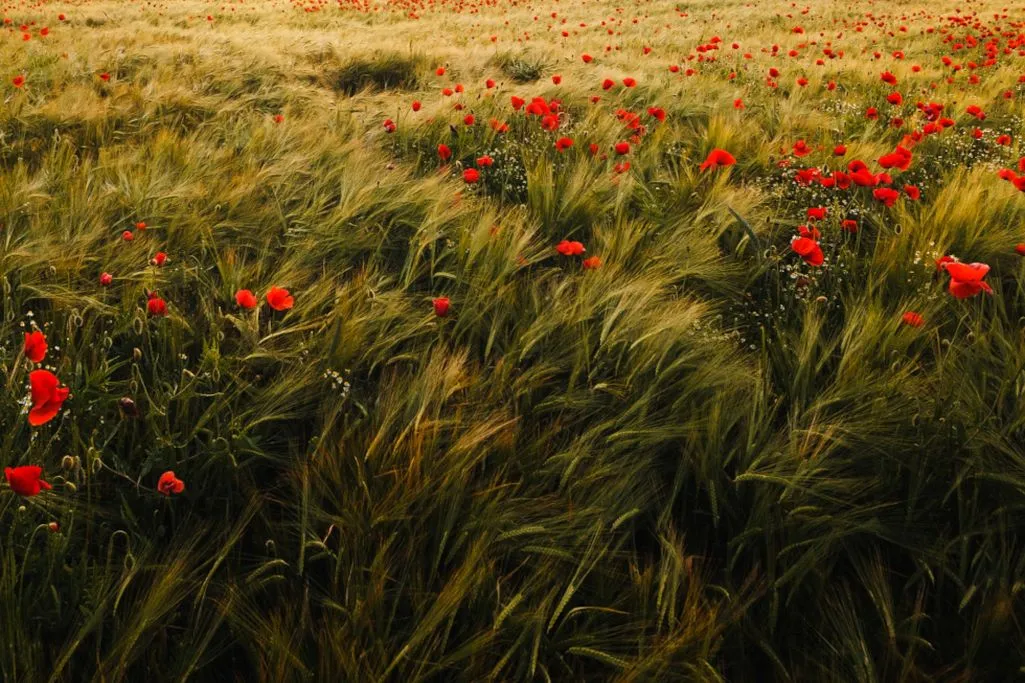 Champs de coquelicots
