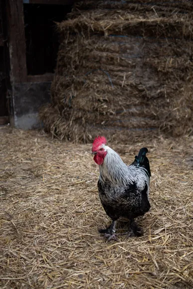 Photo de poule