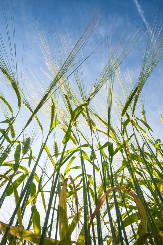 Epis de blé en gros plan