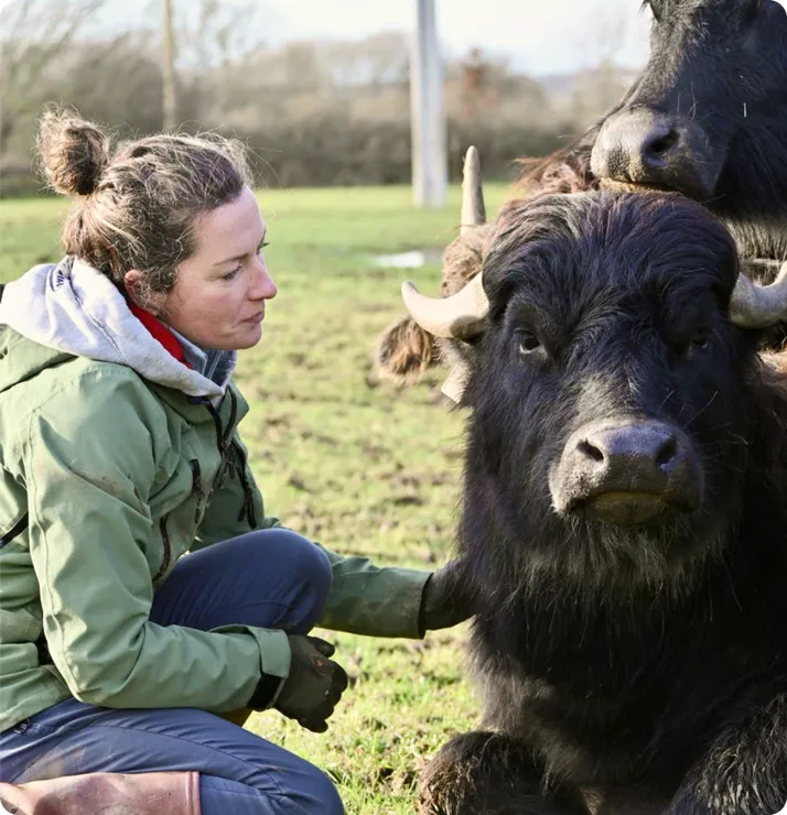Agricultrice FEVE accroupie auprès de ses buffles dans son exploitation
