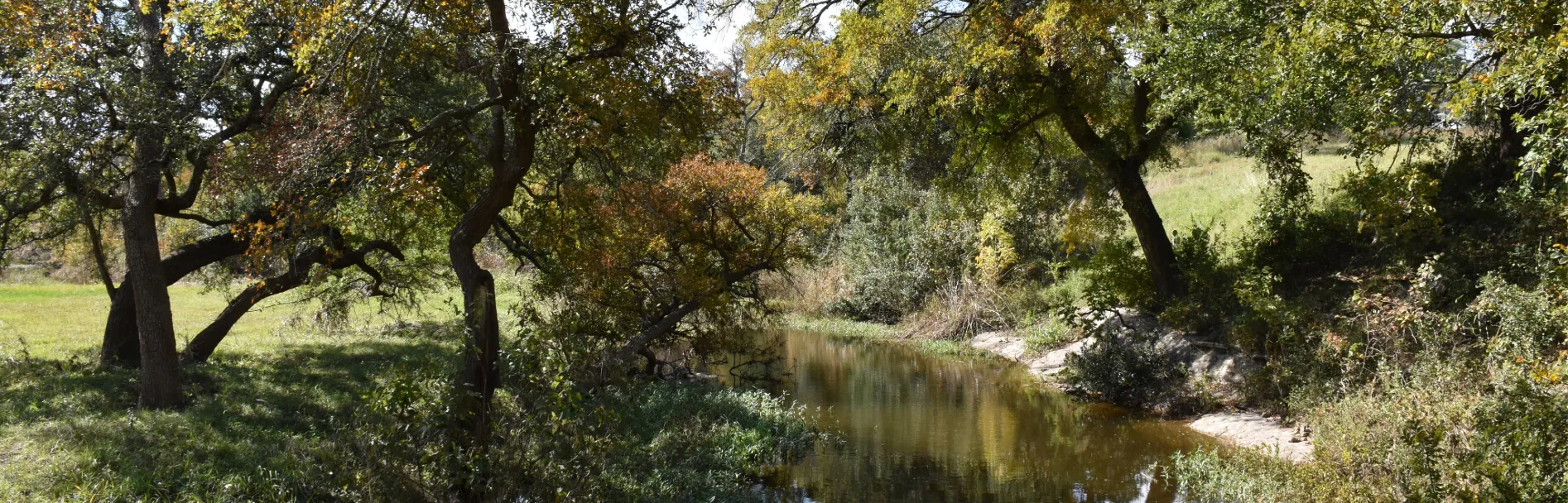 Dense greenery with tall trees and a small stream running through a grassy area.
