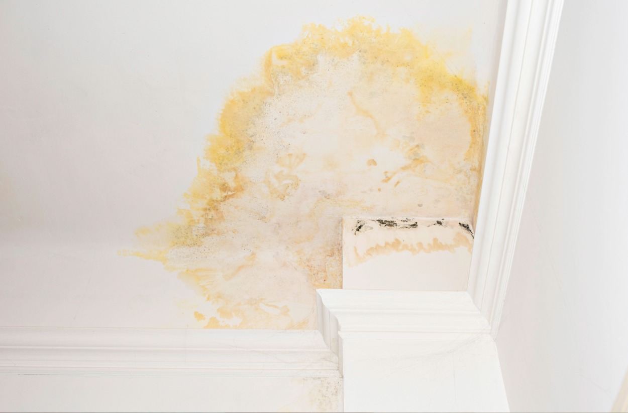 Ceiling corner with extensive yellow water damage and mold stains near white crown molding.