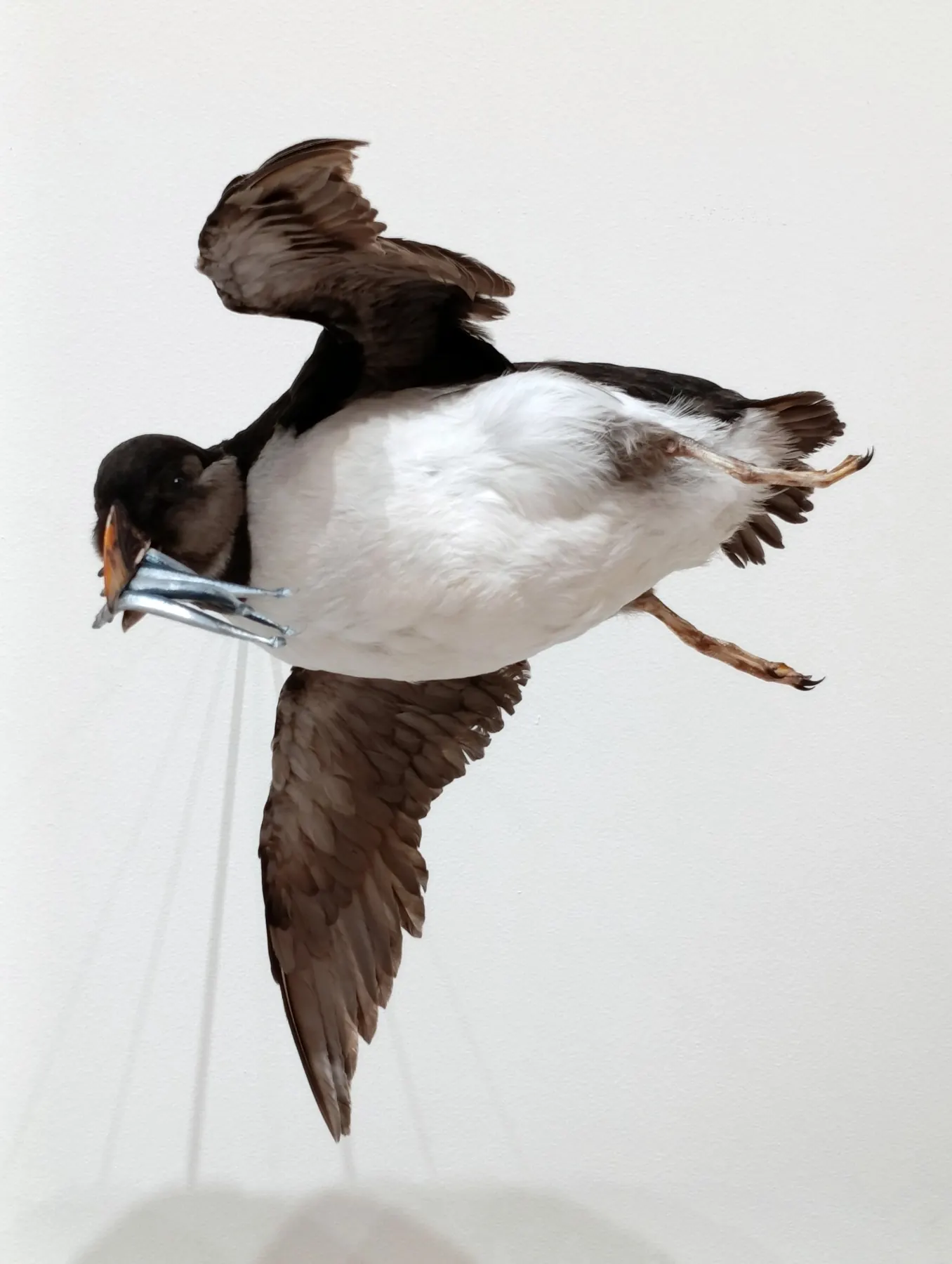ANTROPO(CÉNICO) installation view
