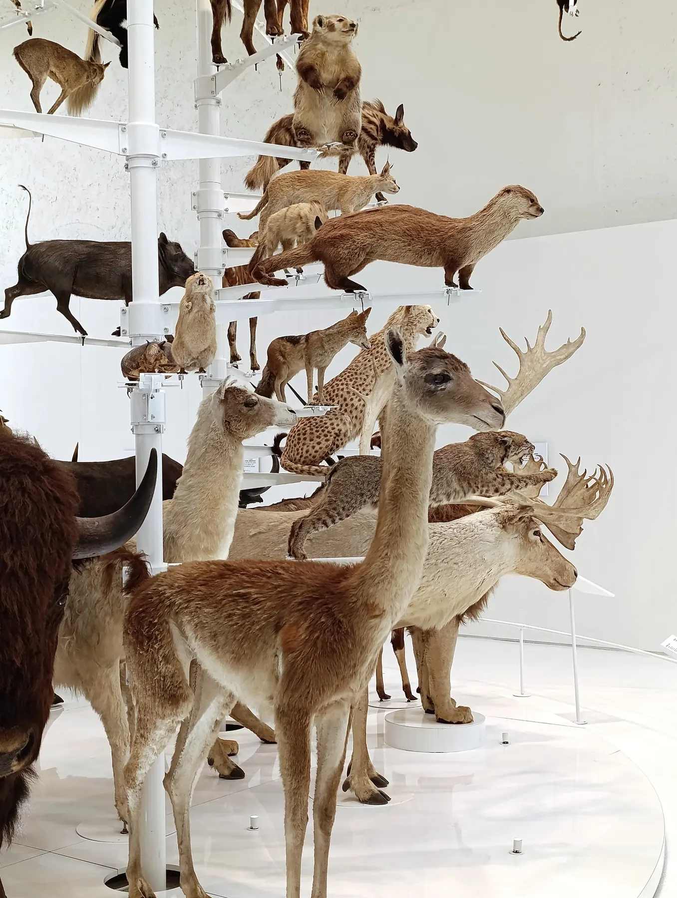 ANTROPO(CÉNICO) installation view