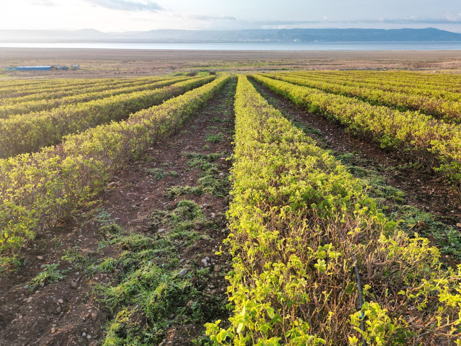 Rose field at golden hour — Ardıçlı
