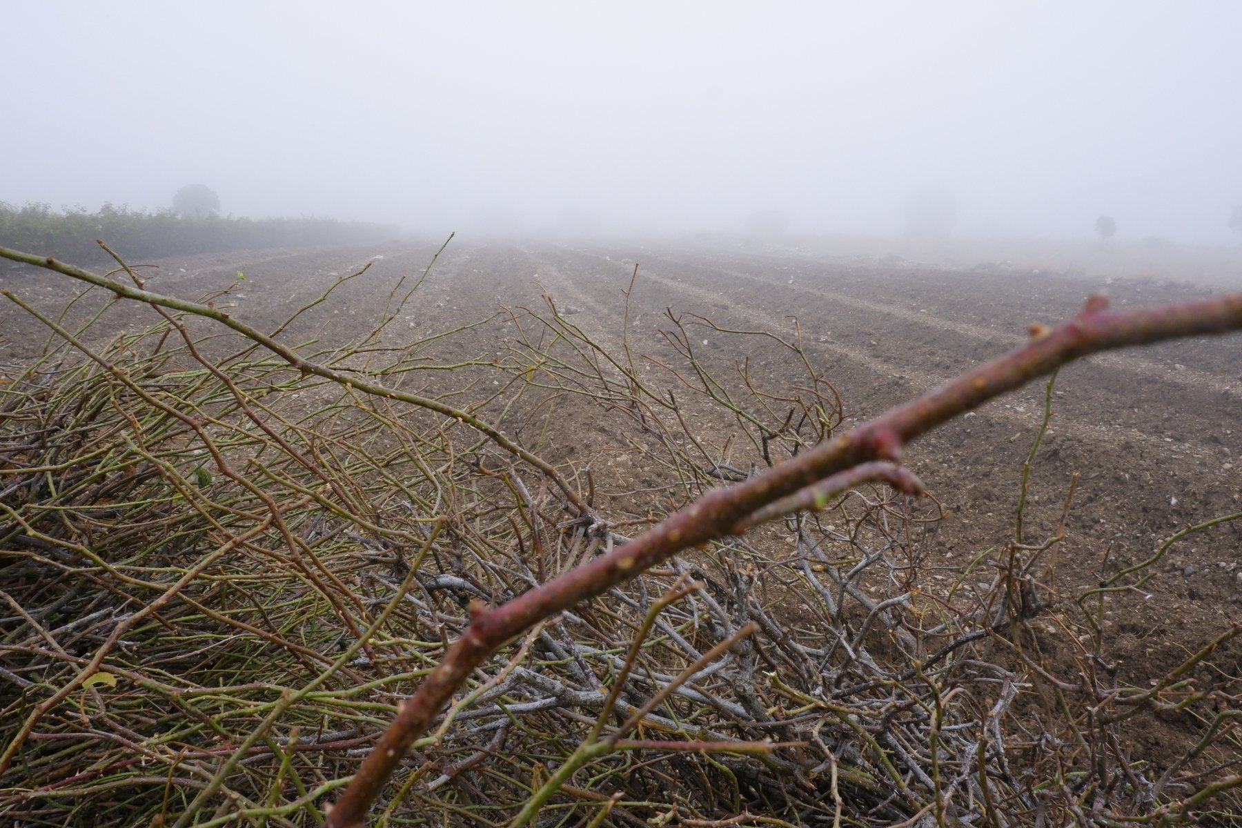 Kesme method — cane cuttings