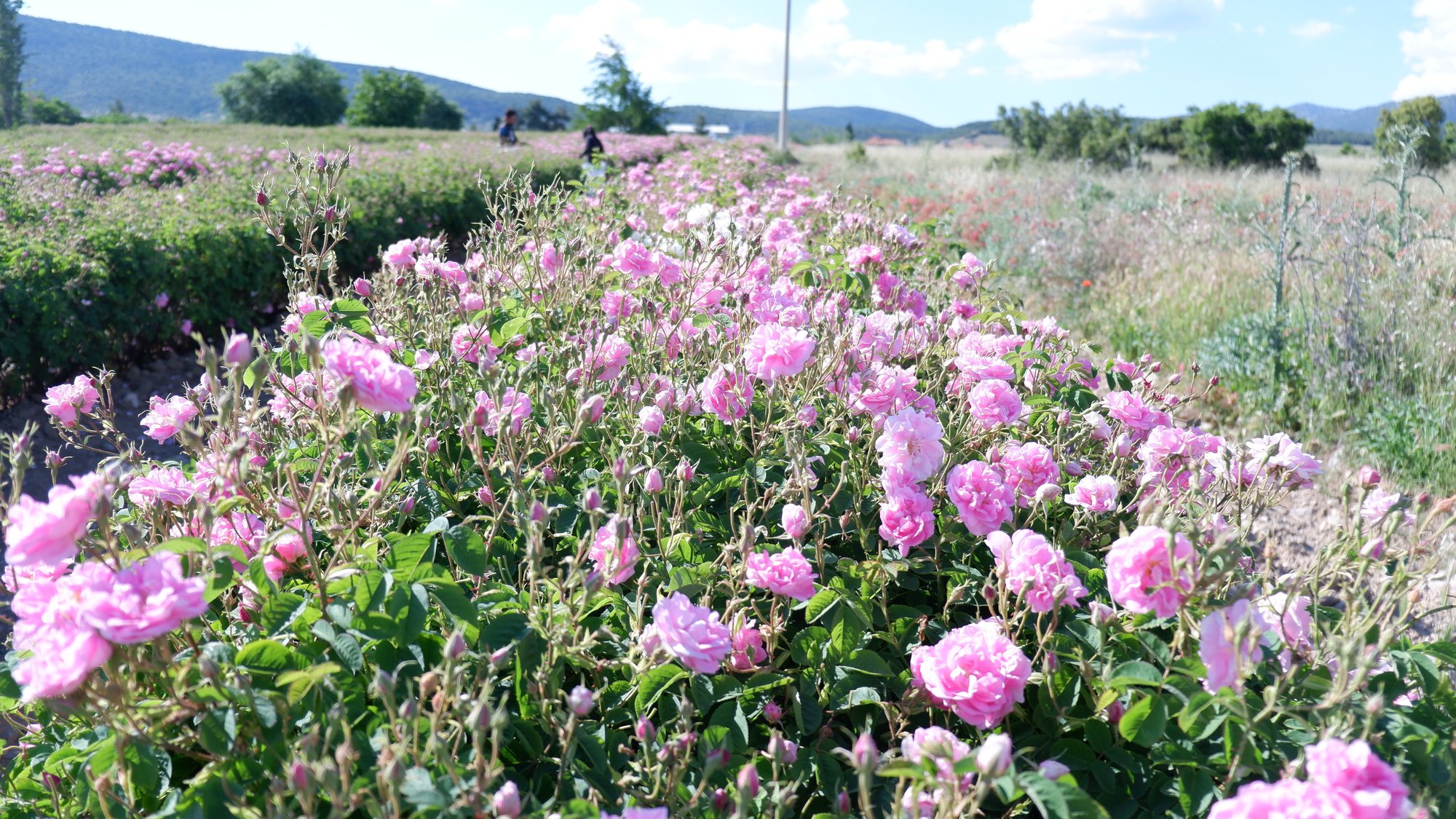 Damask roses ready for harvest — Ardıçlı, dawn