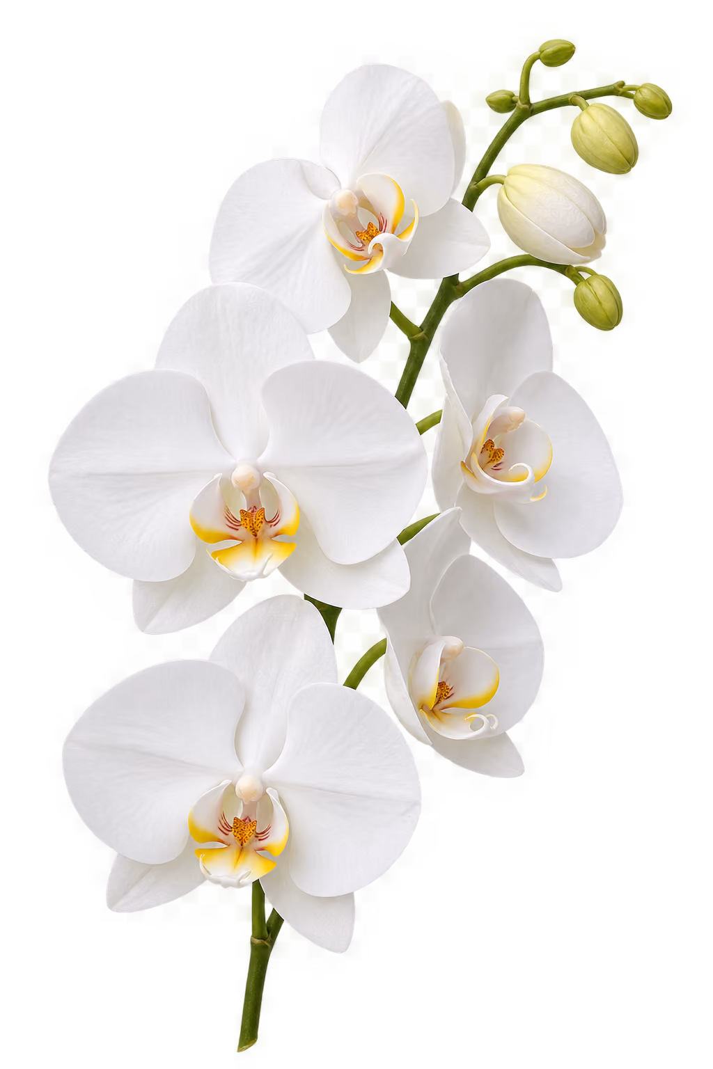 Gałązka białej orchidei z kilkoma rozwiniętymi kwiatami i pąkami.