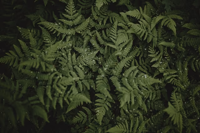Close-up view of lush green fern leaves overlapping each other in natural light.