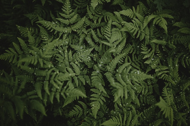 Close-up view of lush green fern leaves overlapping each other in natural light.