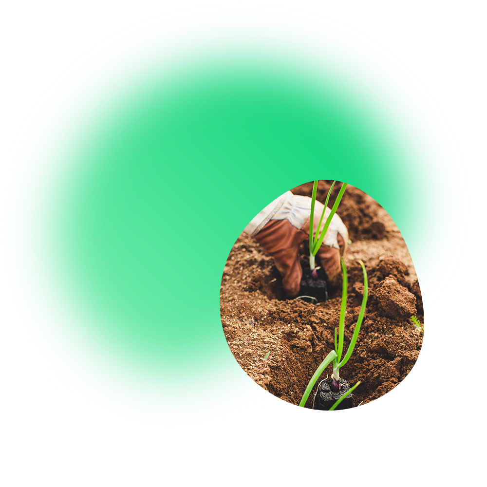 Elemento Transformar