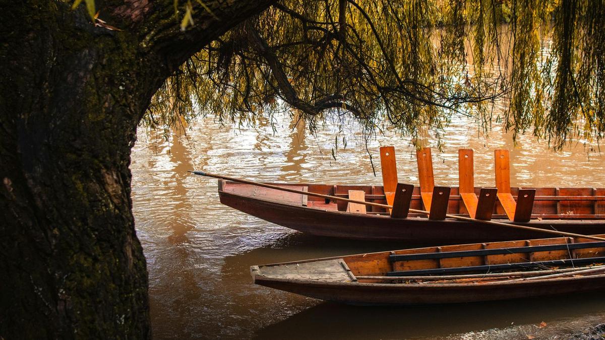 Stocherkähne liegen unter einer Weide am Neckarufer in Tübingen