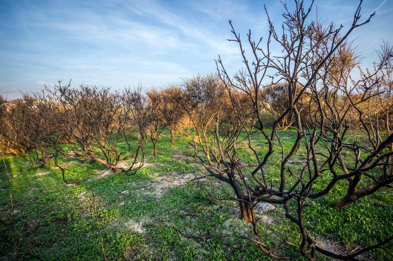 Verkohlte Obstbäume in Reihen auf einer Wiese nach einem Brand