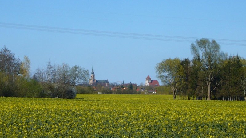 Blick über ein blühendes Rapsfeld auf die Silhouette Greifswalds mit den Türmen von Dom und Marienkirche