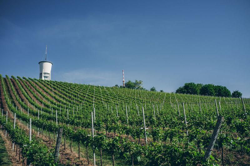 Weinberge an einem Hang bei Trier im Sommer, dahinter blauer Himmel