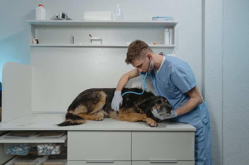 Tierarzt untersucht einen Schäferhund mit dem Stethoskop auf dem Behandlungstisch