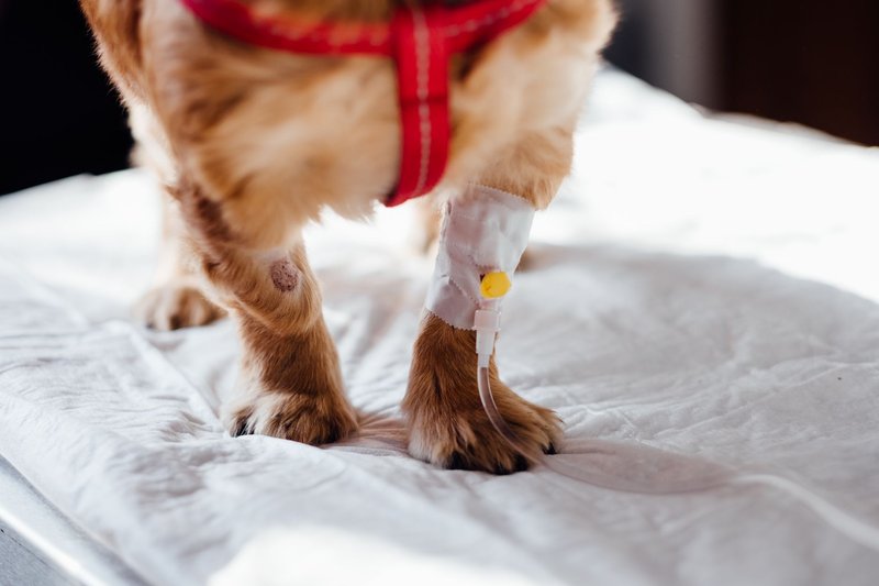 Die Pfoten eines Hundes auf dem Behandlungstisch, an einem Vorderlauf ein Verband mit Venenzugang
