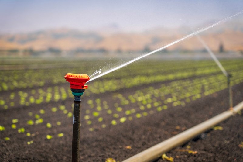 Sprinkler bewässert ein Feld mit jungen Pflanzen