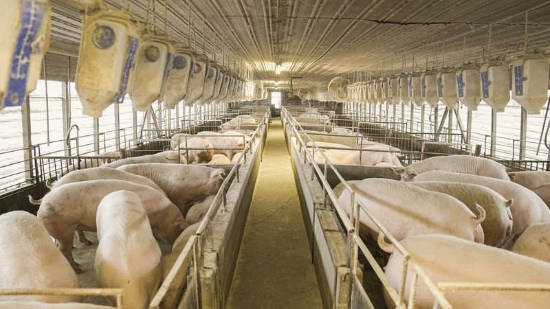 Blick durch den Mittelgang einer Schweinemastanlage mit Buchten links und rechts.