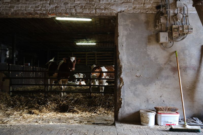 Rinder hinter dem Fressgitter eines Stalls, an der Wand Melkgeschirr, daneben Eimer und Besen