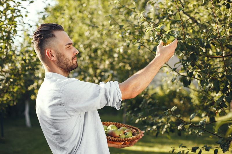 Mann pflückt in einem Obstgarten Äpfel vom Baum, ein Korb hängt an seinem Arm