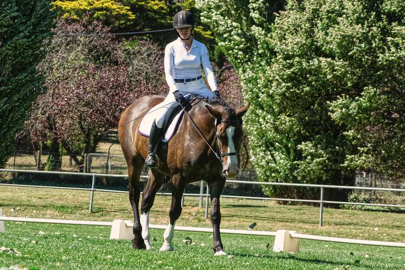 Reiterin reitet ein braunes Dressurpferd auf einem sonnigen Außenreitplatz