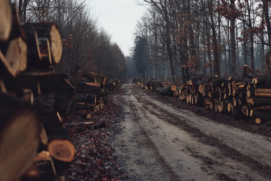 Gestapelte Baumstämme an einem Waldweg im Herbstwald