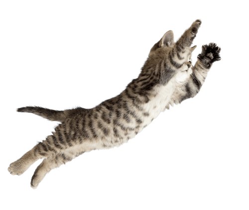 Katze im Arm von Katzenbesitzerin